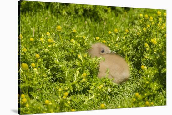 Falkland Islands, Sea Lion Island. Falkland Skua Chick Hidden-Cathy & Gordon Illg-Stretched Canvas