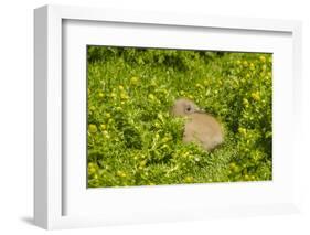 Falkland Islands, Sea Lion Island. Falkland Skua Chick Hidden-Cathy & Gordon Illg-Framed Photographic Print