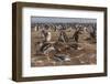 Falkland Islands, Sea Lion Island. Gentoo Penguin Colony-Cathy & Gordon Illg-Framed Photographic Print