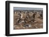 Falkland Islands, Sea Lion Island. Gentoo Penguin Colony-Cathy & Gordon Illg-Framed Photographic Print
