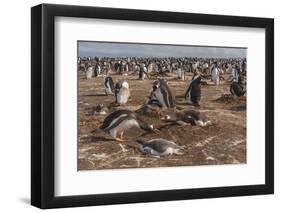 Falkland Islands, Sea Lion Island. Gentoo Penguin Colony-Cathy & Gordon Illg-Framed Photographic Print