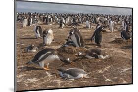 Falkland Islands, Sea Lion Island. Gentoo Penguin Colony-Cathy & Gordon Illg-Mounted Photographic Print