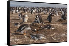 Falkland Islands, Sea Lion Island. Gentoo Penguin Colony-Cathy & Gordon Illg-Framed Stretched Canvas
