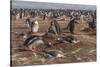 Falkland Islands, Sea Lion Island. Gentoo Penguin Colony-Cathy & Gordon Illg-Stretched Canvas