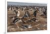 Falkland Islands, Sea Lion Island. Gentoo Penguin Colony-Cathy & Gordon Illg-Framed Photographic Print