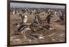 Falkland Islands, Sea Lion Island. Gentoo Penguin Colony-Cathy & Gordon Illg-Framed Photographic Print