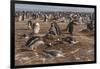 Falkland Islands, Sea Lion Island. Gentoo Penguin Colony-Cathy & Gordon Illg-Framed Photographic Print