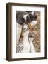 Falkland Islands, Sea Lion Island. Gentoo penguin with chicks.-Jaynes Gallery-Framed Photographic Print