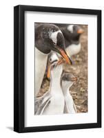 Falkland Islands, Sea Lion Island. Gentoo penguin with chicks.-Jaynes Gallery-Framed Photographic Print