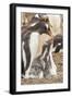 Falkland Islands, Sea Lion Island. Gentoo penguin with chicks.-Jaynes Gallery-Framed Premium Photographic Print