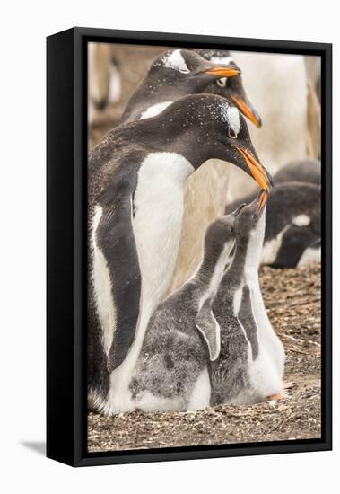 Falkland Islands, Sea Lion Island. Gentoo penguin with chicks.-Jaynes Gallery-Framed Stretched Canvas