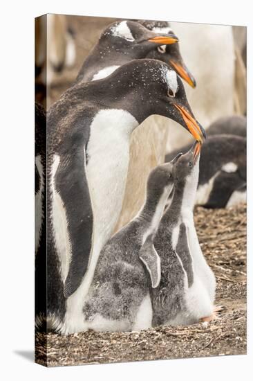 Falkland Islands, Sea Lion Island. Gentoo penguin with chicks.-Jaynes Gallery-Stretched Canvas