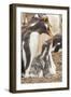 Falkland Islands, Sea Lion Island. Gentoo penguin with chicks.-Jaynes Gallery-Framed Photographic Print