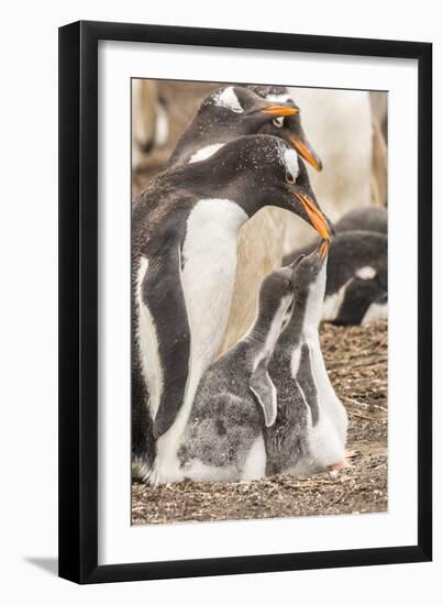 Falkland Islands, Sea Lion Island. Gentoo penguin with chicks.-Jaynes Gallery-Framed Photographic Print