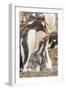 Falkland Islands, Sea Lion Island. Gentoo penguin with chicks.-Jaynes Gallery-Framed Photographic Print