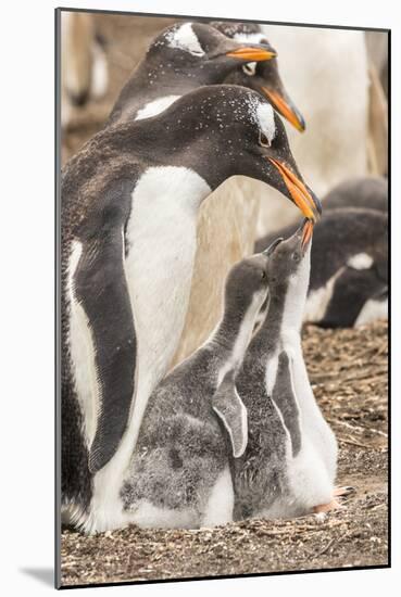 Falkland Islands, Sea Lion Island. Gentoo penguin with chicks.-Jaynes Gallery-Mounted Photographic Print