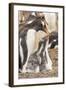 Falkland Islands, Sea Lion Island. Gentoo penguin with chicks.-Jaynes Gallery-Framed Photographic Print