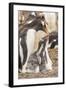 Falkland Islands, Sea Lion Island. Gentoo penguin with chicks.-Jaynes Gallery-Framed Photographic Print