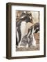 Falkland Islands, Sea Lion Island. Gentoo penguin with chicks.-Jaynes Gallery-Framed Photographic Print