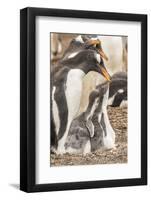 Falkland Islands, Sea Lion Island. Gentoo penguin with chicks.-Jaynes Gallery-Framed Photographic Print