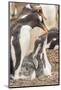 Falkland Islands, Sea Lion Island. Gentoo penguin with chicks.-Jaynes Gallery-Mounted Photographic Print