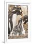 Falkland Islands, Sea Lion Island. Gentoo penguin with chicks.-Jaynes Gallery-Framed Premium Photographic Print