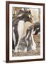 Falkland Islands, Sea Lion Island. Gentoo penguin with chicks.-Jaynes Gallery-Framed Premium Photographic Print