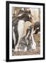 Falkland Islands, Sea Lion Island. Gentoo penguin with chicks.-Jaynes Gallery-Framed Premium Photographic Print