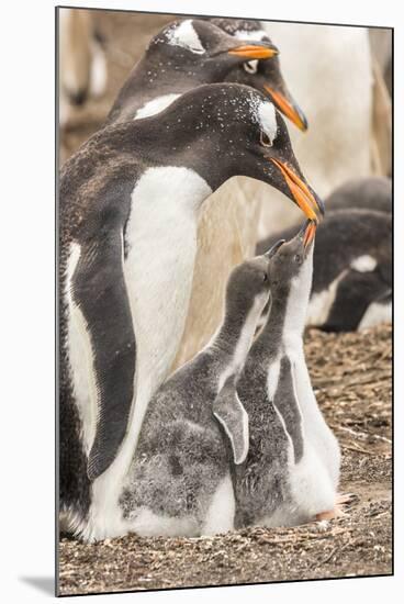 Falkland Islands, Sea Lion Island. Gentoo penguin with chicks.-Jaynes Gallery-Mounted Premium Photographic Print