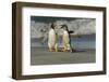 Falkland Islands, Sea Lion Island. Gentoo Penguins Arguing on Beach-Cathy & Gordon Illg-Framed Photographic Print