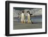 Falkland Islands, Sea Lion Island. Gentoo Penguins Arguing on Beach-Cathy & Gordon Illg-Framed Photographic Print