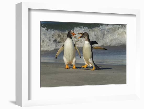 Falkland Islands, Sea Lion Island. Gentoo Penguins Arguing on Beach-Cathy & Gordon Illg-Framed Photographic Print