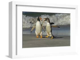 Falkland Islands, Sea Lion Island. Gentoo Penguins Arguing on Beach-Cathy & Gordon Illg-Framed Photographic Print