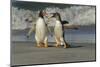 Falkland Islands, Sea Lion Island. Gentoo Penguins Arguing on Beach-Cathy & Gordon Illg-Mounted Photographic Print