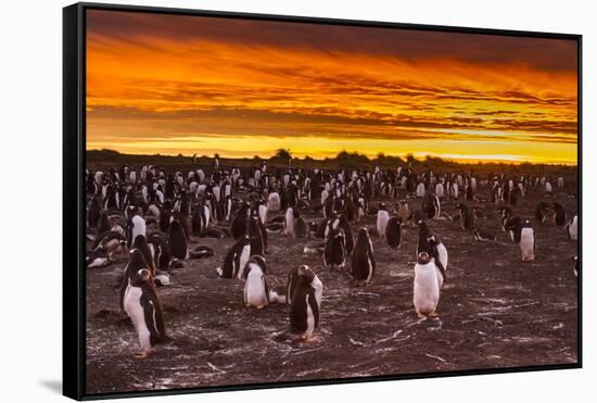 Falkland Islands, Sea Lion Island. Gentoo Penguins Colony at Sunset-Cathy & Gordon Illg-Framed Stretched Canvas