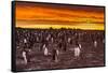 Falkland Islands, Sea Lion Island. Gentoo Penguins Colony at Sunset-Cathy & Gordon Illg-Framed Stretched Canvas