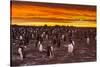 Falkland Islands, Sea Lion Island. Gentoo Penguins Colony at Sunset-Cathy & Gordon Illg-Stretched Canvas