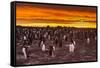 Falkland Islands, Sea Lion Island. Gentoo Penguins Colony at Sunset-Cathy & Gordon Illg-Framed Stretched Canvas