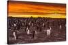 Falkland Islands, Sea Lion Island. Gentoo Penguins Colony at Sunset-Cathy & Gordon Illg-Stretched Canvas