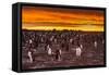 Falkland Islands, Sea Lion Island. Gentoo Penguins Colony at Sunset-Cathy & Gordon Illg-Framed Stretched Canvas