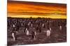 Falkland Islands, Sea Lion Island. Gentoo Penguins Colony at Sunset-Cathy & Gordon Illg-Mounted Photographic Print