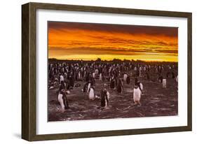 Falkland Islands, Sea Lion Island. Gentoo Penguins Colony at Sunset-Cathy & Gordon Illg-Framed Photographic Print