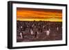 Falkland Islands, Sea Lion Island. Gentoo Penguins Colony at Sunset-Cathy & Gordon Illg-Framed Photographic Print