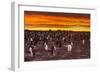 Falkland Islands, Sea Lion Island. Gentoo Penguins Colony at Sunset-Cathy & Gordon Illg-Framed Photographic Print