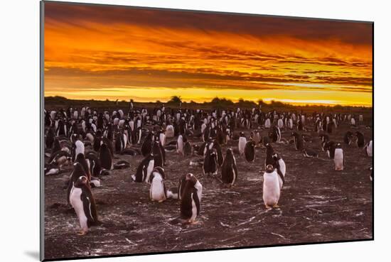 Falkland Islands, Sea Lion Island. Gentoo Penguins Colony at Sunset-Cathy & Gordon Illg-Mounted Photographic Print