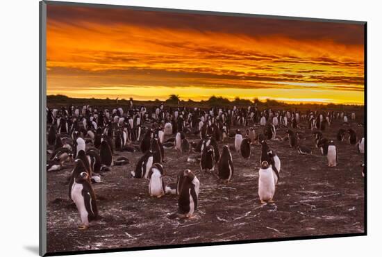 Falkland Islands, Sea Lion Island. Gentoo Penguins Colony at Sunset-Cathy & Gordon Illg-Mounted Photographic Print