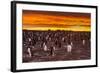 Falkland Islands, Sea Lion Island. Gentoo Penguins Colony at Sunset-Cathy & Gordon Illg-Framed Photographic Print