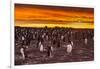 Falkland Islands, Sea Lion Island. Gentoo Penguins Colony at Sunset-Cathy & Gordon Illg-Framed Premium Photographic Print