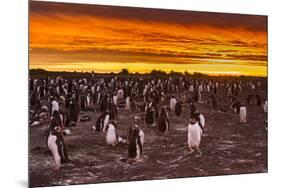 Falkland Islands, Sea Lion Island. Gentoo Penguins Colony at Sunset-Cathy & Gordon Illg-Mounted Premium Photographic Print