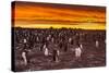 Falkland Islands, Sea Lion Island. Gentoo Penguins Colony at Sunset-Cathy & Gordon Illg-Stretched Canvas